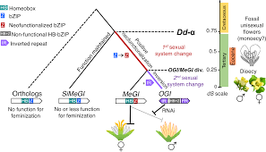 Check spelling or type a new query. The Persimmon Genome Reveals Clues To The Evolution Of A Lineage Specific Sex Determination System In Plants