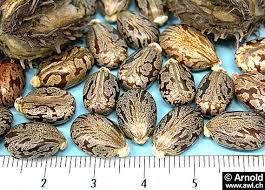 Dieser baum trägt sogar die bezeichnung wunderbaum und man findet ihn weit verbreitet vor allem in indien, china oder auch brasilien.man nennt diesen baum auch zurecht so. Rizinus Wunderbaum Ricinus Communis Awl Ch