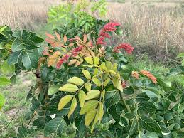 Image result for Albizia glaberrima