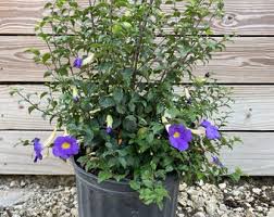Image result for Thunbergia kirkiana