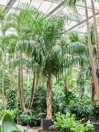 Image result for Syagrus romanzoffiana