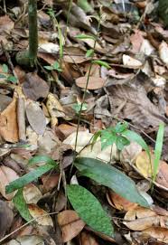 Image result for Oeceoclades maculata