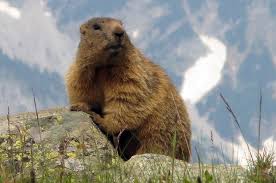 They are the heaviest members of the squirrel family. Respektiere Deine Grenzen Murmeltier