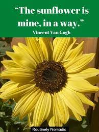 Perfect Sunflower Captions For 2022 Routinely Nomadic