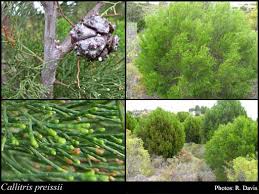 Image result for Callitris