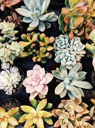 Home Depot Succulents Succulents Wallpaper Perfect Plants Flower Phone Wallpaper