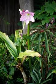 Image result for Crinum walteri