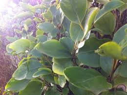 Maybe you would like to learn more about one of these? 10 Plants For An Irish Hedge Peter Donegan Garden Design Landscaping