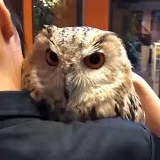 Cuddles Video Cute Animal Videos Owl Pet Cute Animals