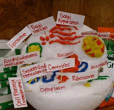 We did not find results for: Animal Cell Model Cell Model Animal Cells Model Animal Cell