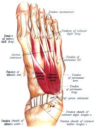 We did not find results for: Extensor Hallucis Brevis Muscle Wikiwand