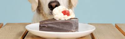Help Mon Animal Domestique A Mange Du Chocolat
