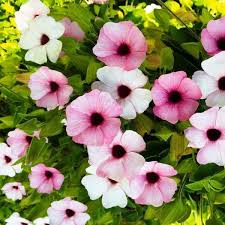 Image result for Thunbergia annua