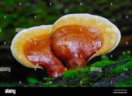 Image result for Ganoderma tsugae