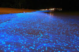 A Nighttime Kayaking Tour In The Gulf Of Nicoya Is An Incredible Experience As The Ocean Lights Up With Biol Maldives Beach Beaches In The World Jamaica Travel