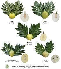 Check spelling or type a new query. Varieties National Tropical Botanical Garden