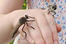 Coonong Creek bio blitz - Friday, 5 June
