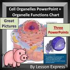 Maybe you would like to learn more about one of these? Cell Organelle Powerpoint And Organelle Organizer Chart For Notes