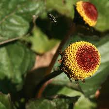 Image result for Spilanthes