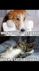 If You Like Save Follow For More The Difference Between Dogs And Cats Catmemes Cat Dog Pets C Cute Funny Animals Funny Cat Memes Funny Animal Pictures