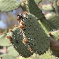 Puntos de interés cerca de old cactus garden. Photos At 1935 Old Cactus Garden Balboa Park 1549 El Prado