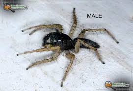 North American Spiders