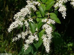 Image result for Ligustrum sinense