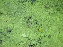 Different plants have different watering needs. Pond Dwelling Powerhouse S Genome Points To Its Biofuel Potential Doe Joint Genome Institute