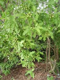 Image result for Melicoccus