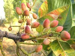 Les pistaches sont souvent vendues grillées, salées ou dans leur écale. Pistachier Plantation Culture Entretien