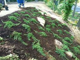 Check spelling or type a new query. Laying Sod On A Hill We Should Always Mulch Around Surface Rooting Trees Http Asian Landscape New York By Ny Plantings Irrigation And Landscape Lighting Houzz