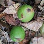 Image result for Panda oleosa