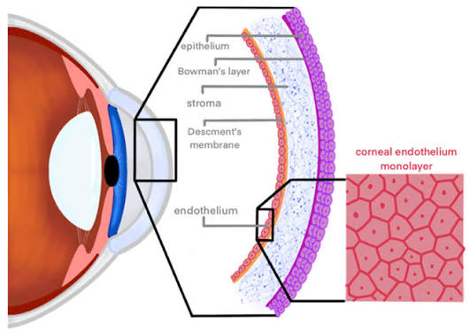 Diagram showing the five layers of the human cornea: corneal epithelium, Bowman's layer, corneal stroma, Descemet's membrane, and corneal endothelium