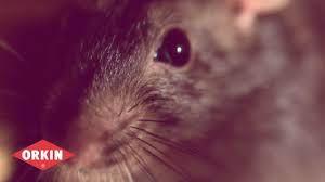 Let des moines pest control be your trusted partner for pest control. Orkin Sales Inspector Reviews Glassdoor