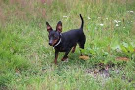 Doberman pinscher differences the doberman pinscher is a much larger dog, or 50 to 90 pounds heavier and 12 to 18 inches taller, than the miniature pinscher. Miniature Pinscher Price How Much Do Minpins Cost