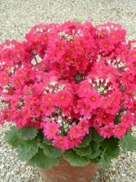 Oderings Garden Centre Bedding Primula Crimson Primula Garden Center Bedding Plants