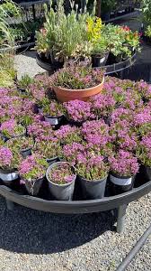 Image result for Ledebouria cooperi