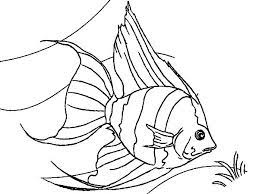 Discover (and save!) your own pins on pinterest Coral Reef Fish Coral Reef Angel Fish Coloring Pages Fish Coloring Page Coloring Pages Angel Fish