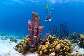 Duikvakantie Curacao Bahia Apartments Diving