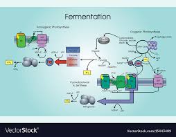 fermentation process