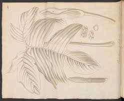 Image result for Aneilema dispermum