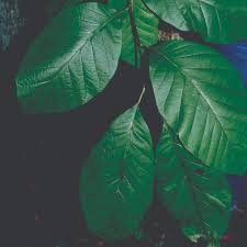 Image result for Massularia acuminata