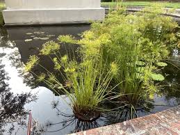 Image result for Cyperus haspan