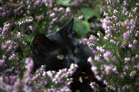 Cybergata Cats Memes New Mexico Lucky Black Cat Heather By Ntractiv On Flickr Beautiful Cats Black Cat Art Cats