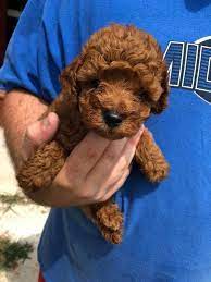 Get immediate access to our course We Raise Red Toy Poodles A Very Popular Breed Because They Are Smart Energentic Very Loving And She Toy Poodle Puppies Poodle Puppies For Sale Poodle Puppy