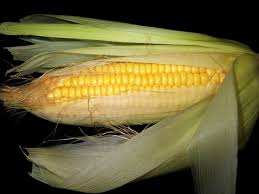 If rain or wind blew corn over, fixing the knocked over corn may be a question of how severely the plants are damaged. How To Can Corn In 5 Simple Steps