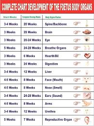 56 Matter Of Fact Fetal Weight In Grams