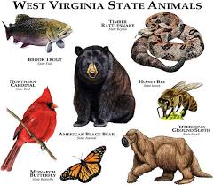 The Official Animals Of The State Of West Virginia Are Represented In This Design Species Included American Blac Animals West Virginia History West Virginia