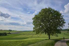 Wenn die blätter des walnussbaums als tee verzehrt werden, kann dies bei magenempfindlichen personen zu übelkeit und erbrechen. Walnussbaum Pflanzen Schneiden Mehr Schoner Wohnen