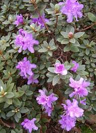 Rhododenron Purple Gem Organic Plants Easy Garden Small Shrubs